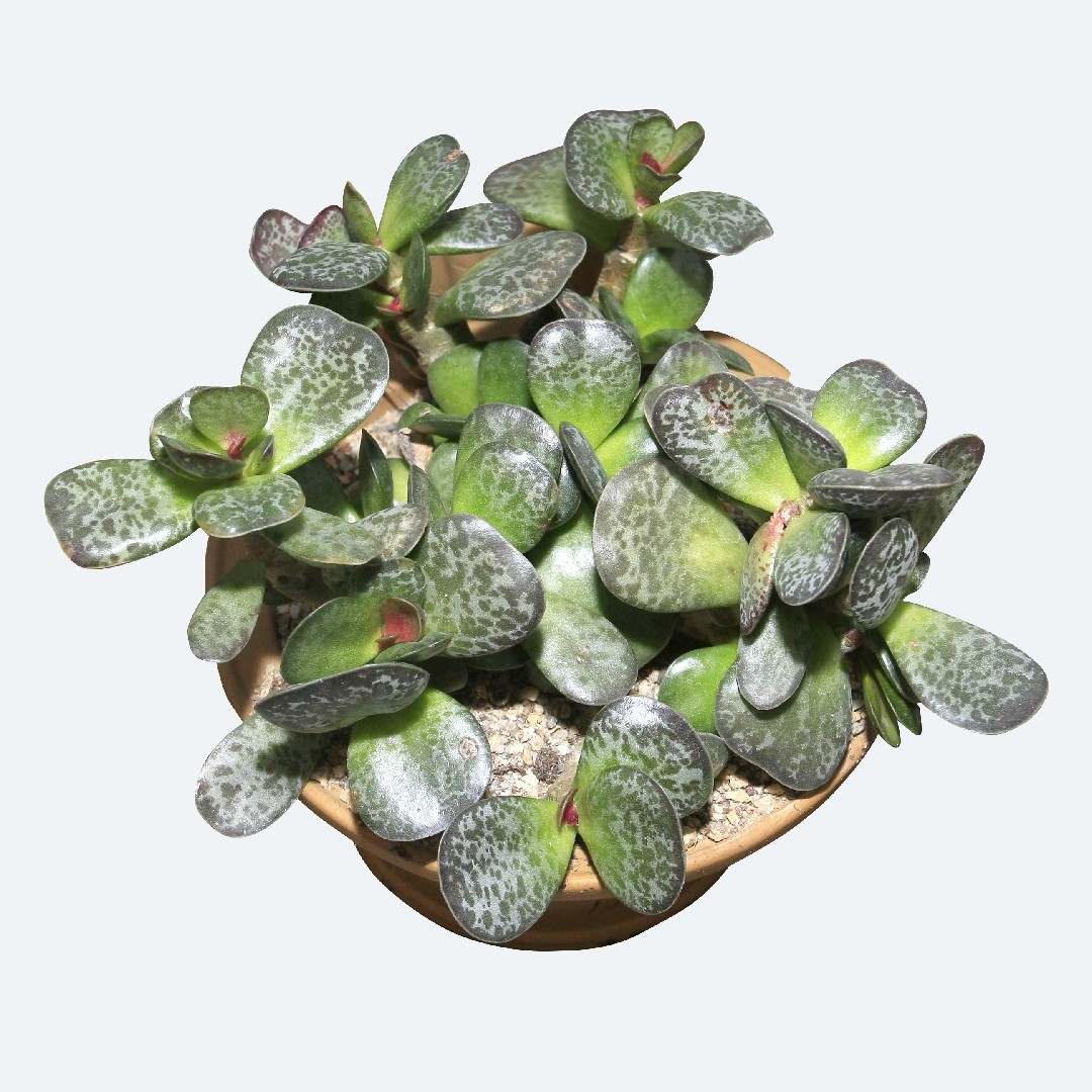 Адромискус пятнистый (Adromischus maculatus) - PictureThis