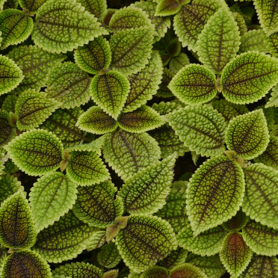 Пилея нежная (Pilea mollis) - PictureThis