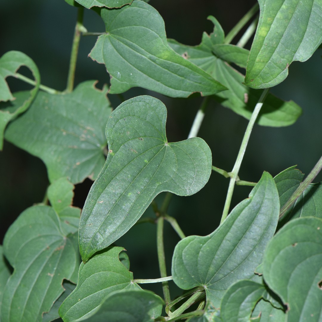 ナガイモ 長芋 Dioscorea Polystachya 花言葉 学名 よくある質問 Picturethis