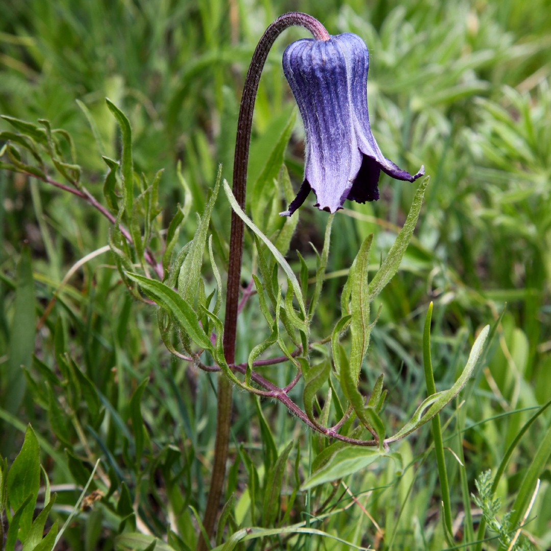 Clematis hirsutissima уход (почву, удобрение, обрезка) - PictureThis