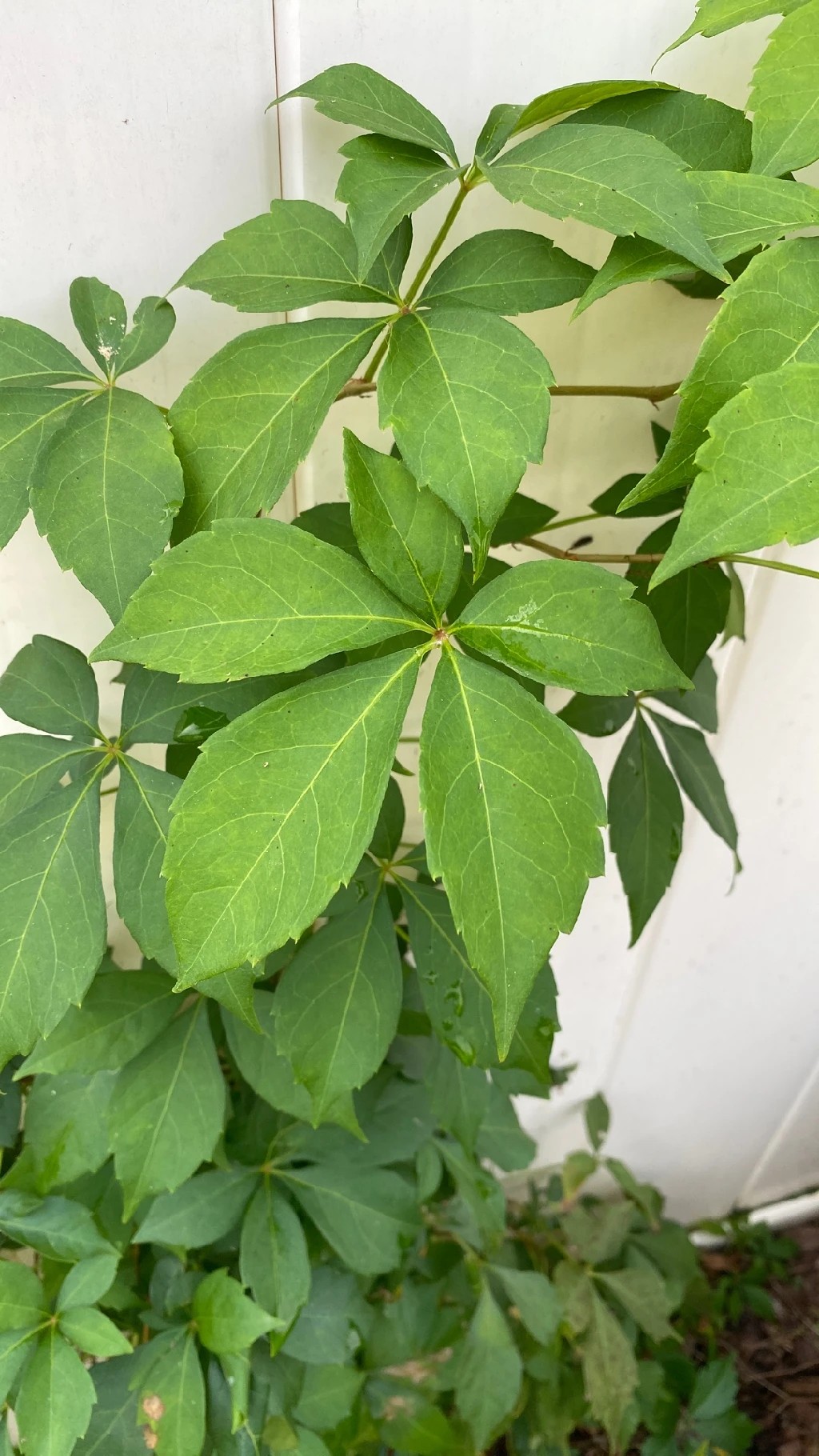 🍀 Cómo cultivar y cuidar una Parra virgen