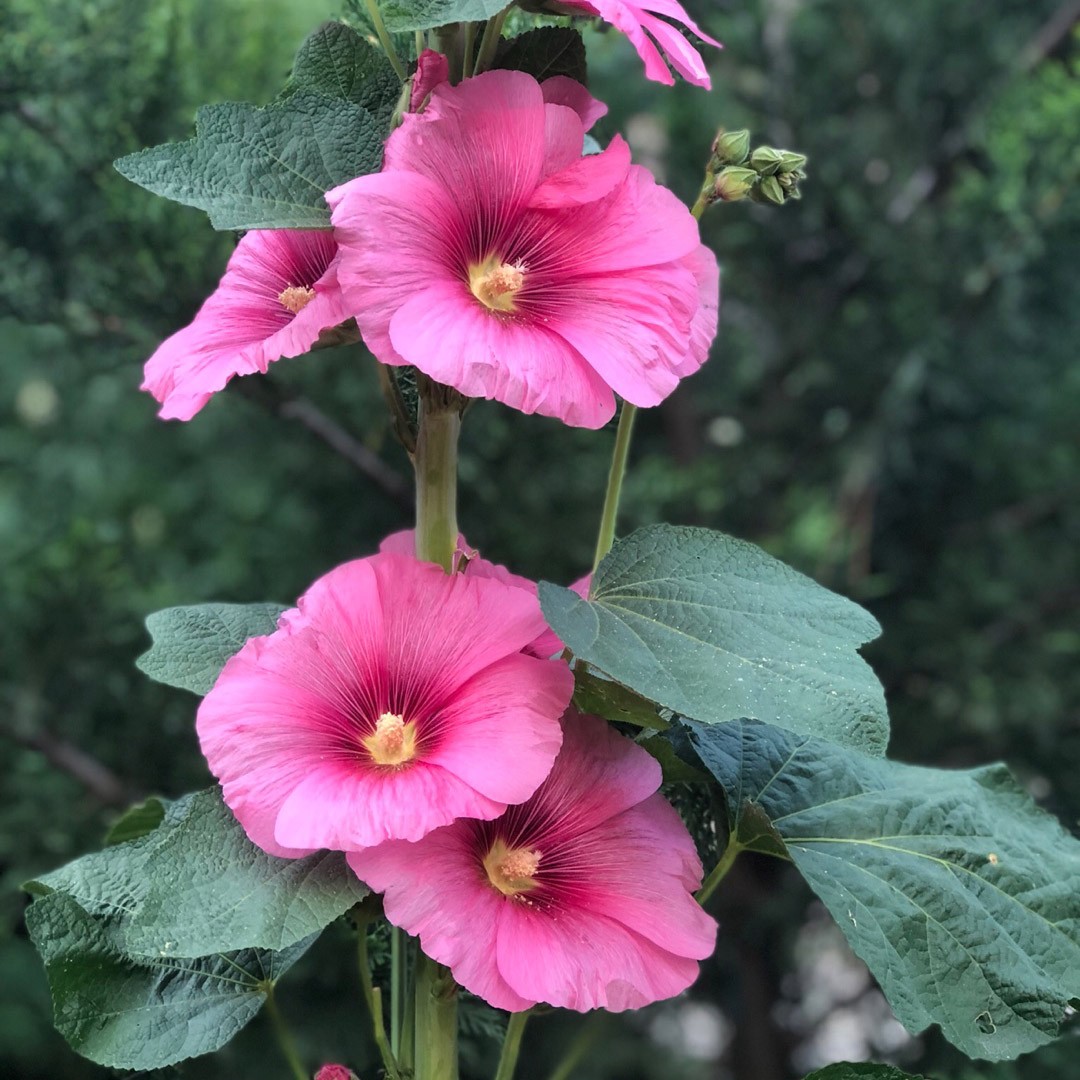 Malva-rosa (Alcea rosea) - PictureThis