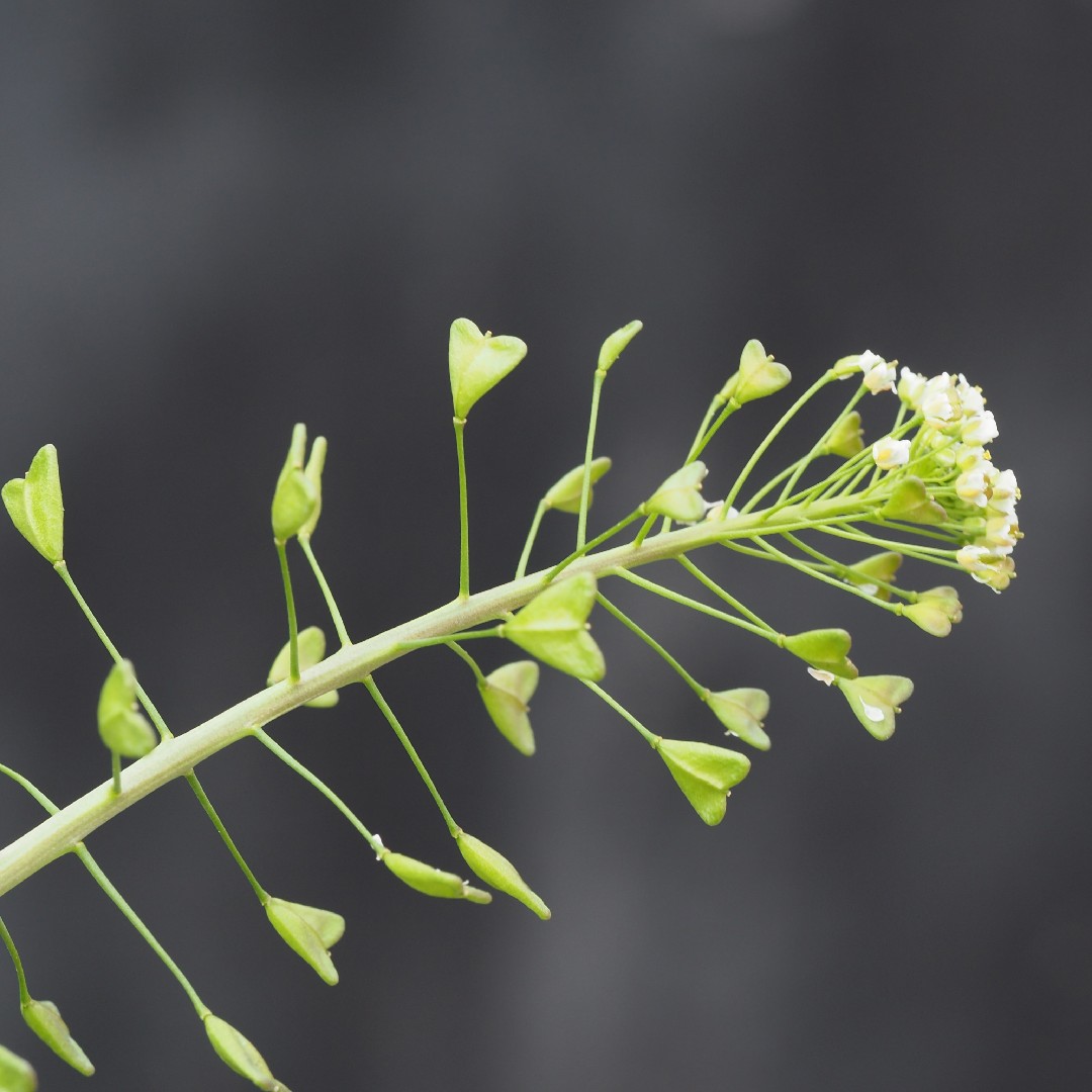 Capsella bursa-pastoris (Shepherd's Purse): Minnesota Wildflowers