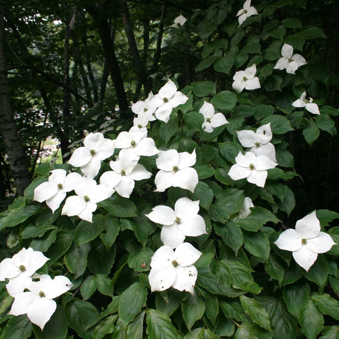 ヤマボウシ 山法師 Cornus Kousa 花言葉 毒性 よくある質問 Picturethis