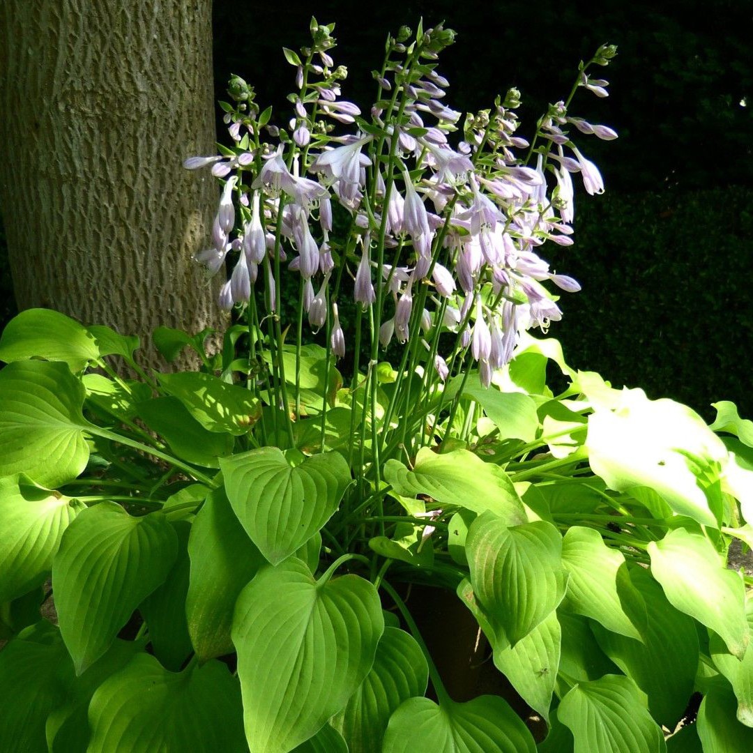 Hosta Plantaginea (Hosta, August Lily, Fragrant Plantain, 43% OFF