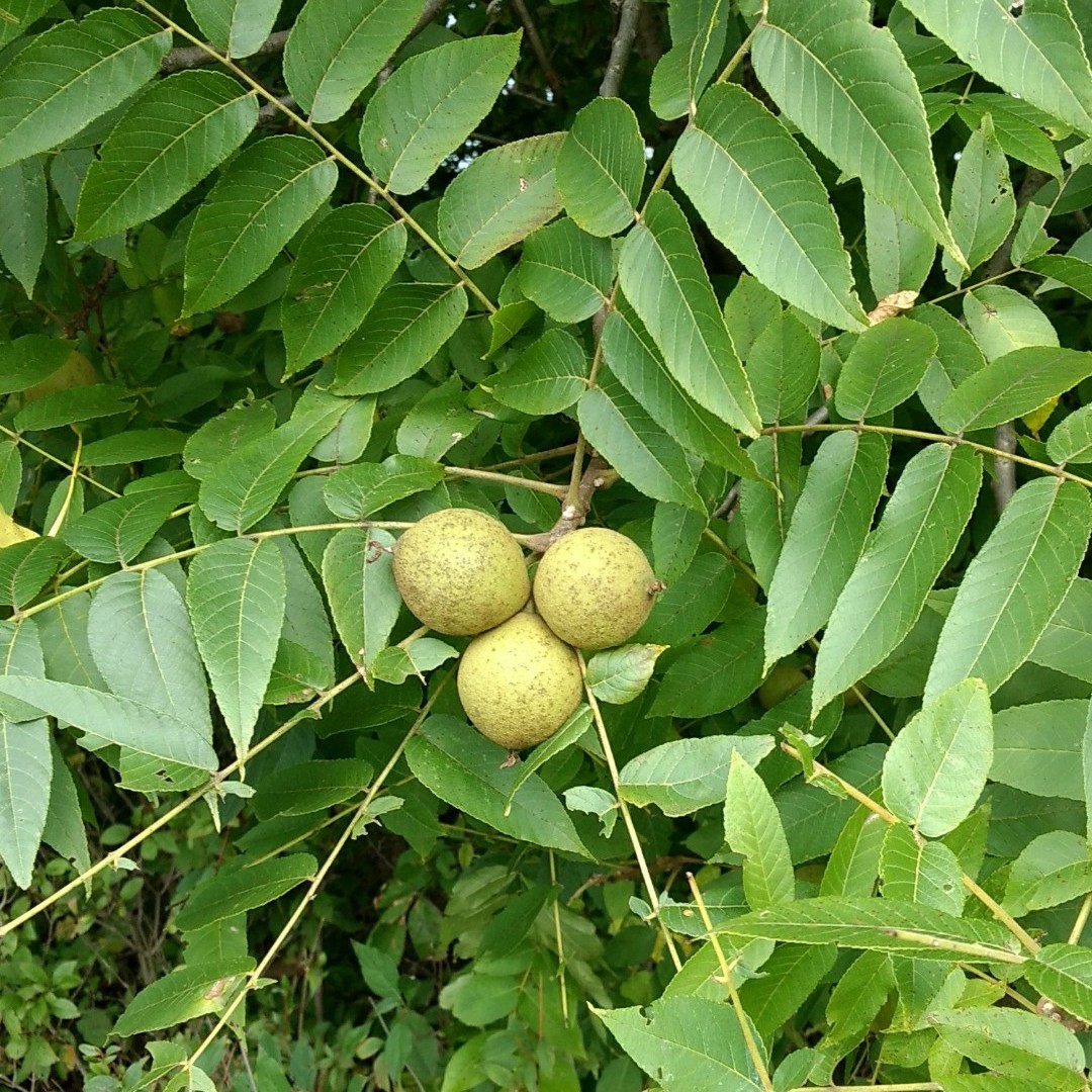 black walnut tree leaves