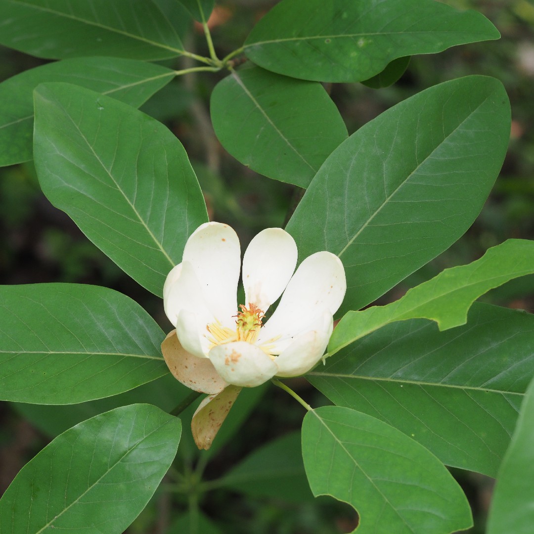 Magnolia pantano (Magnolia virginiana) - PictureThis