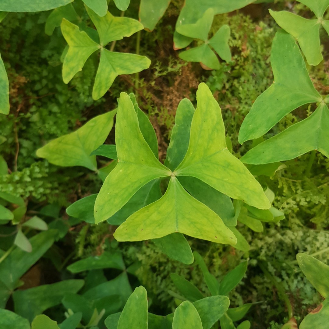 オキザリス・ラティフォリア (Oxalis latifolia) 花言葉，毒性，よく