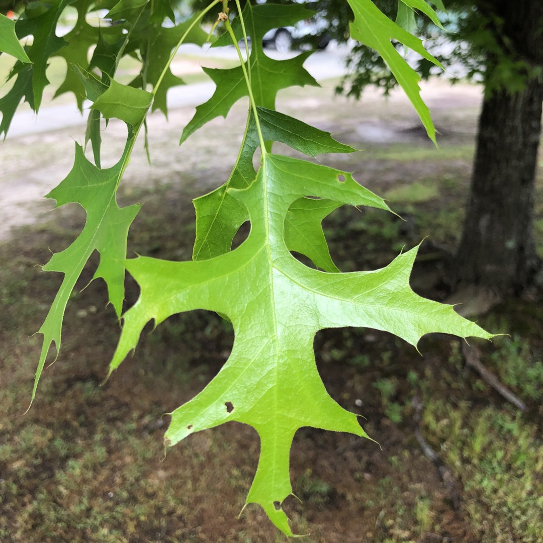 pin oak tree leaves