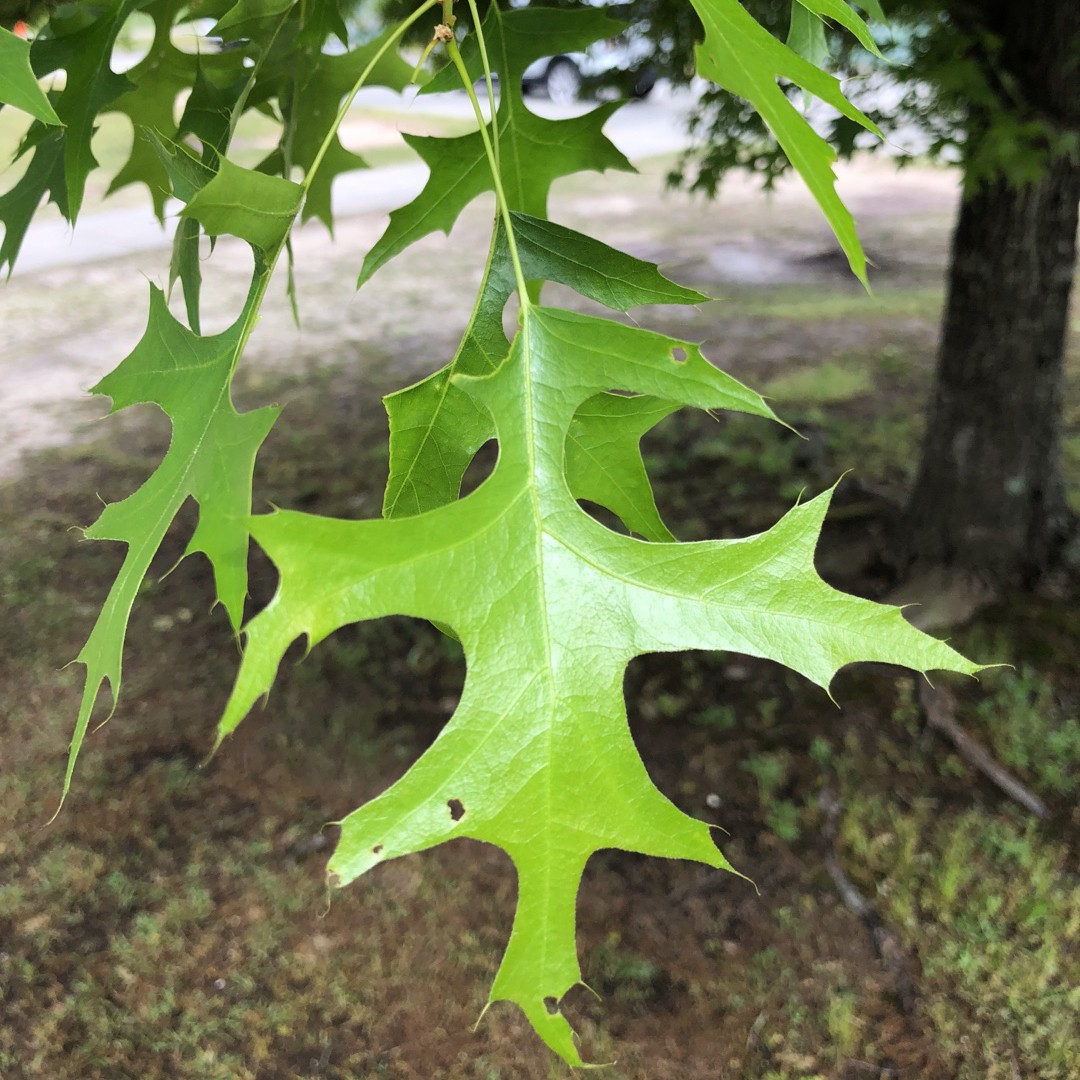 How to Grow and Care for Scarlet Oak Tree