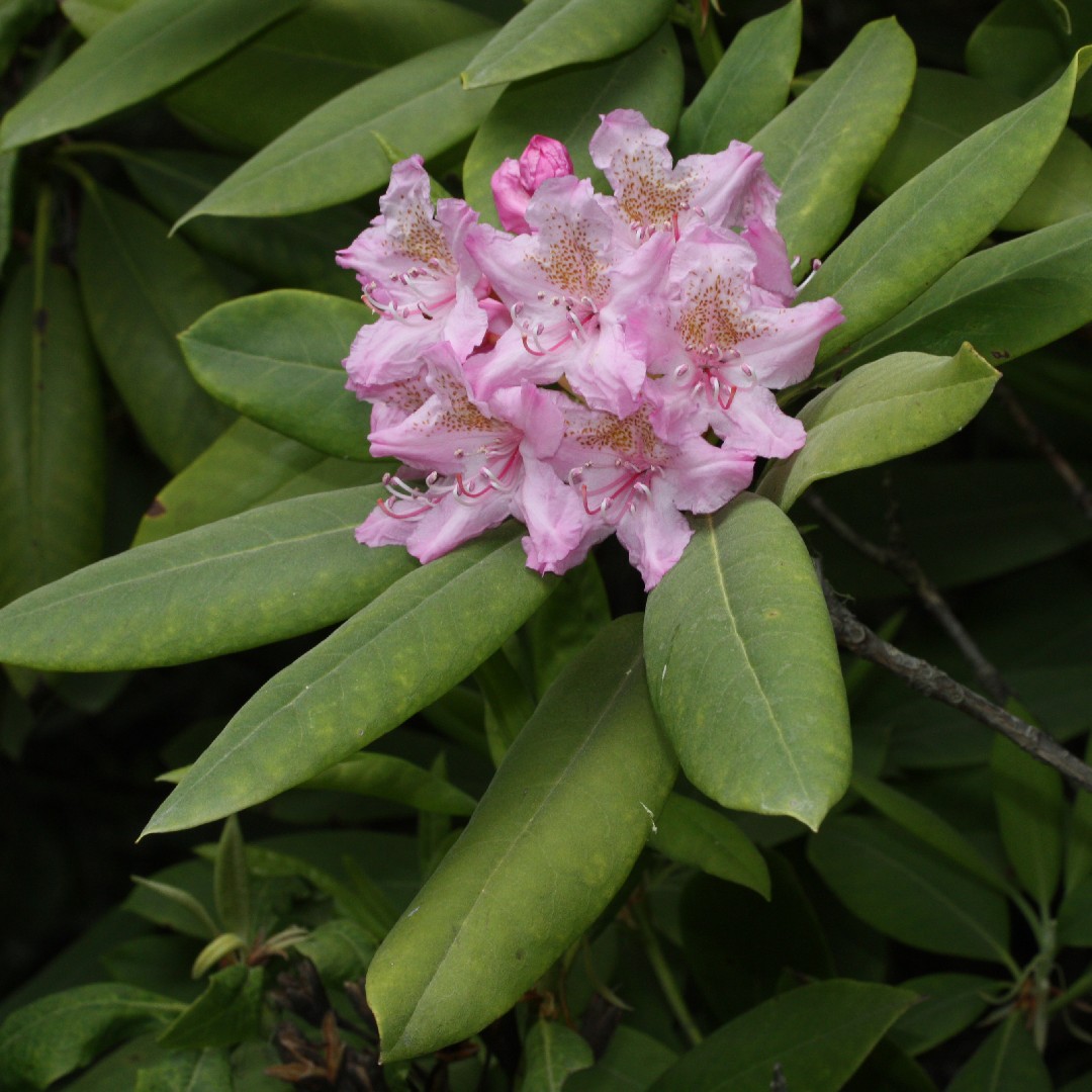 Rododendro del Pacífico (Rhododendron macrophyllum) - PictureThis