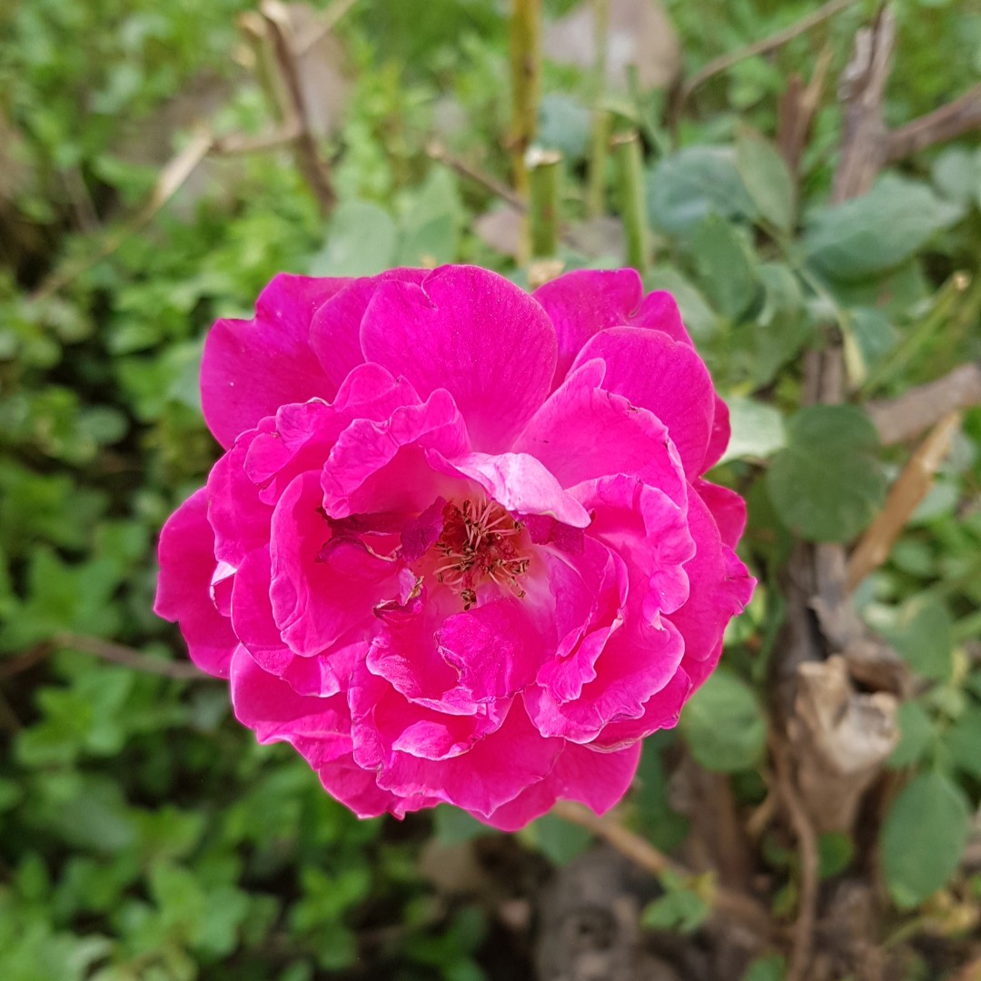 Rosal de Castilla (Rosa gallica) - PictureThis