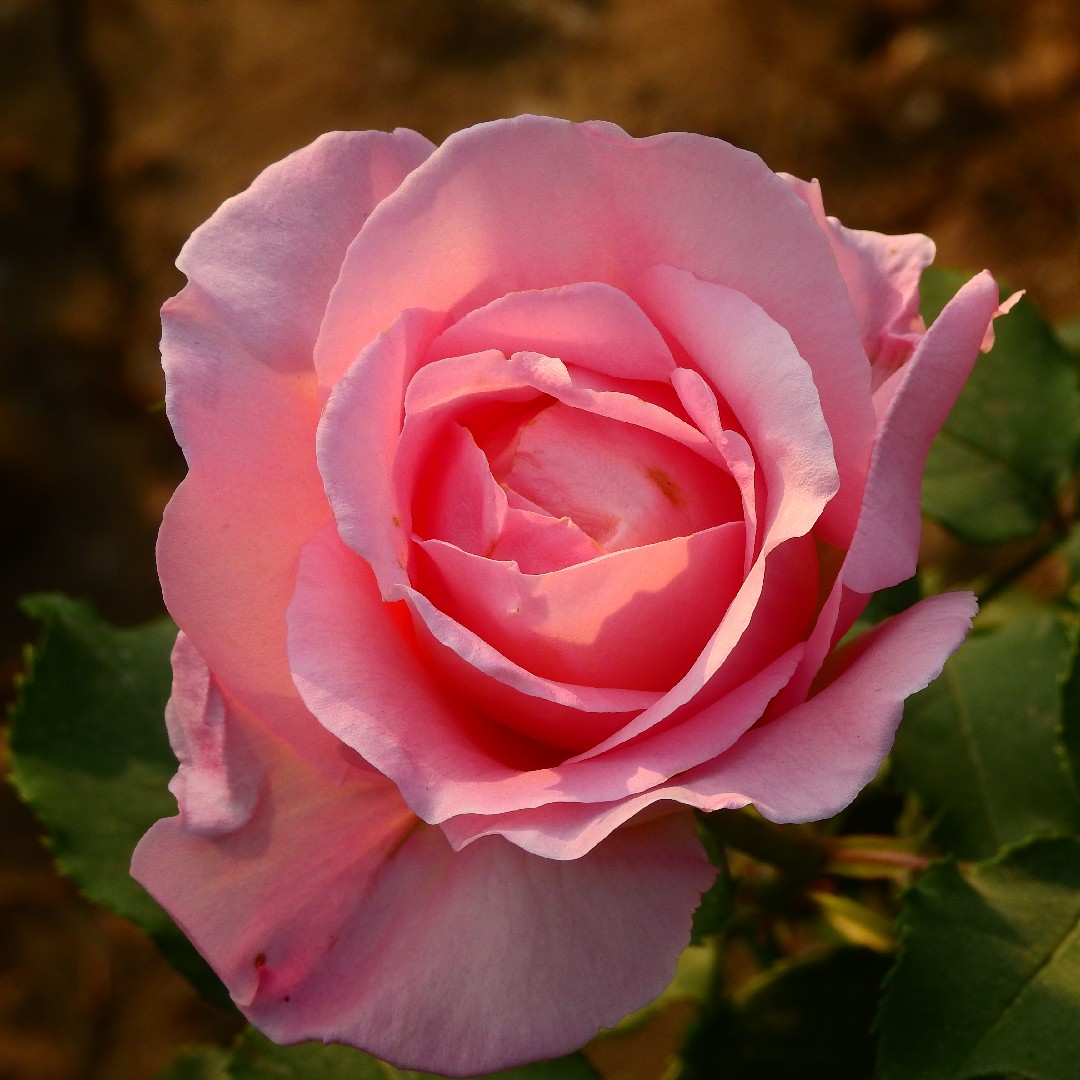 Ржавчина на розе