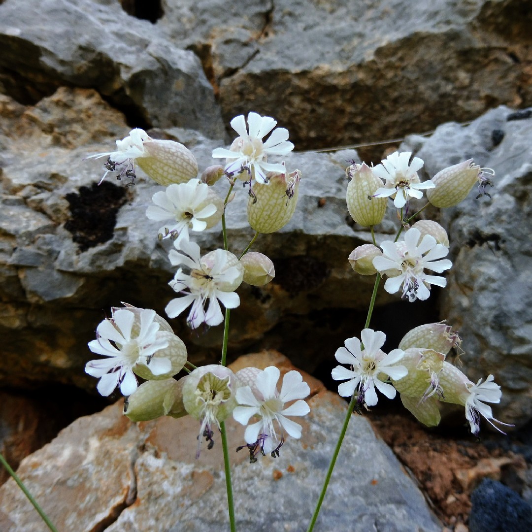 Смолёвка обыкновенная (Silene vulgaris) - PictureThis