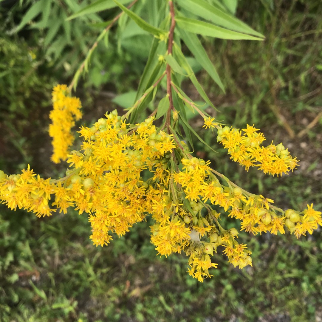 Solidago gigantea