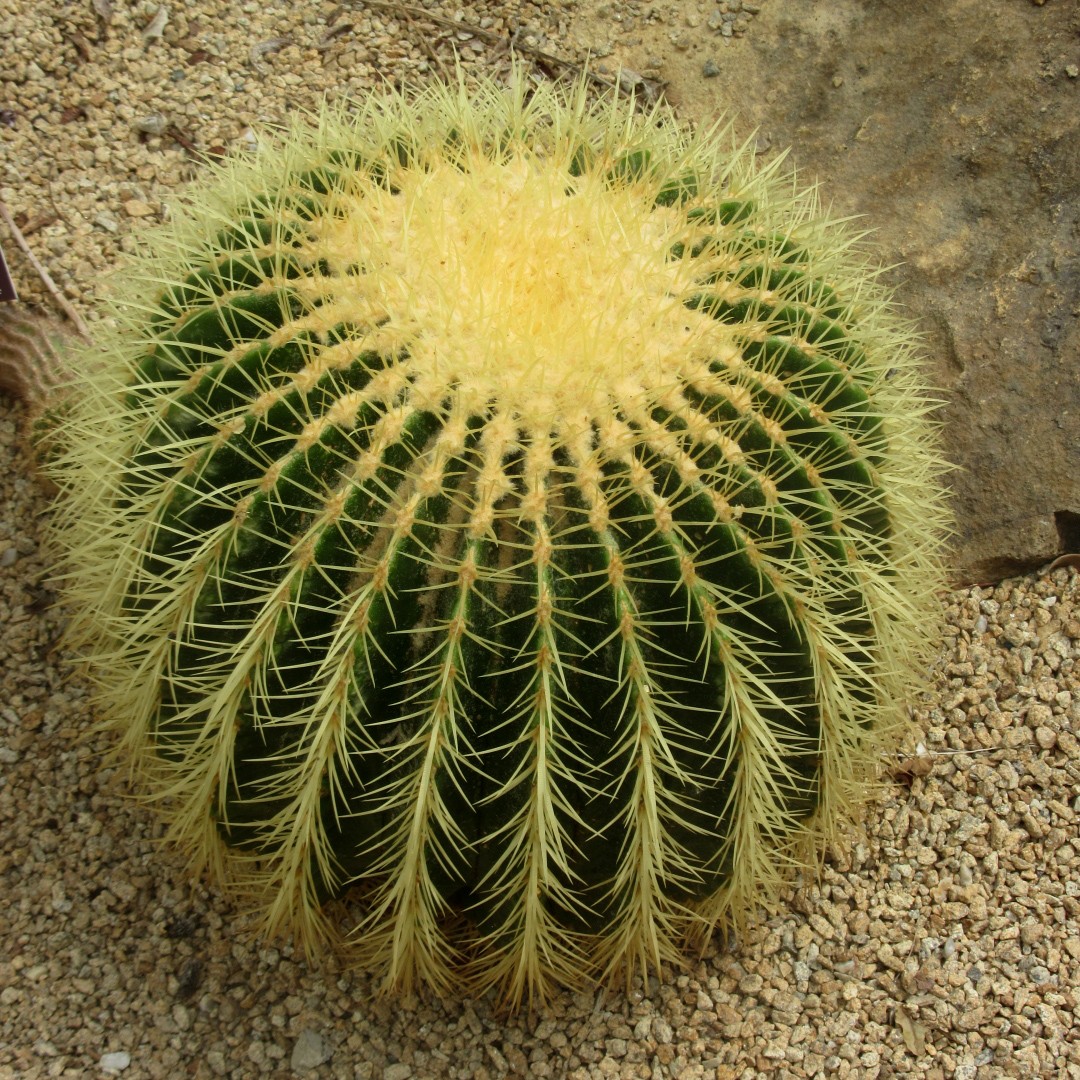 エキノカクタス属 (Echinocactus)