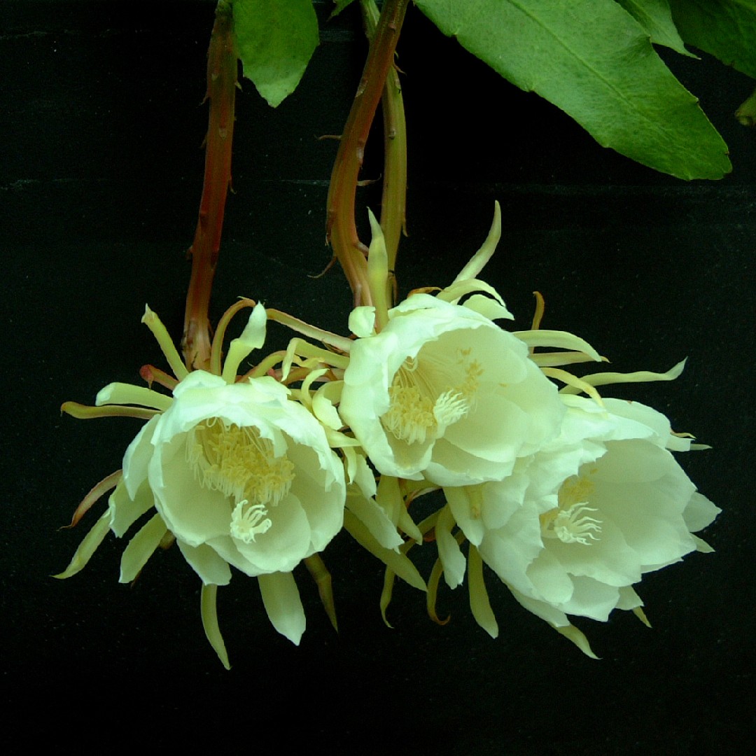 ゲッカビジン 月下美人 Epiphyllum Oxypetalum 花言葉 学名 よくある質問 Picturethis