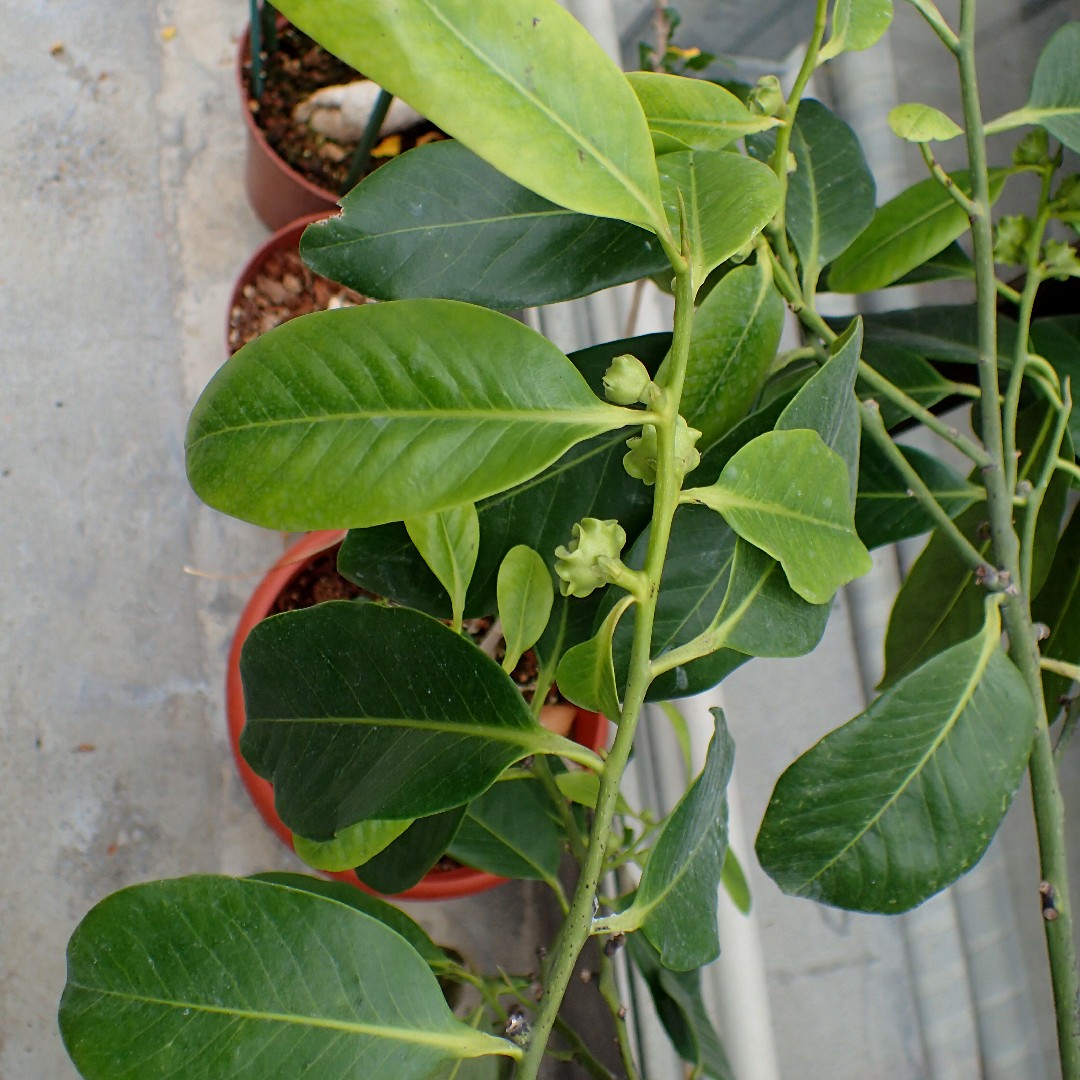 Schwarze Sapote (Diospyros nigra) - PictureThis