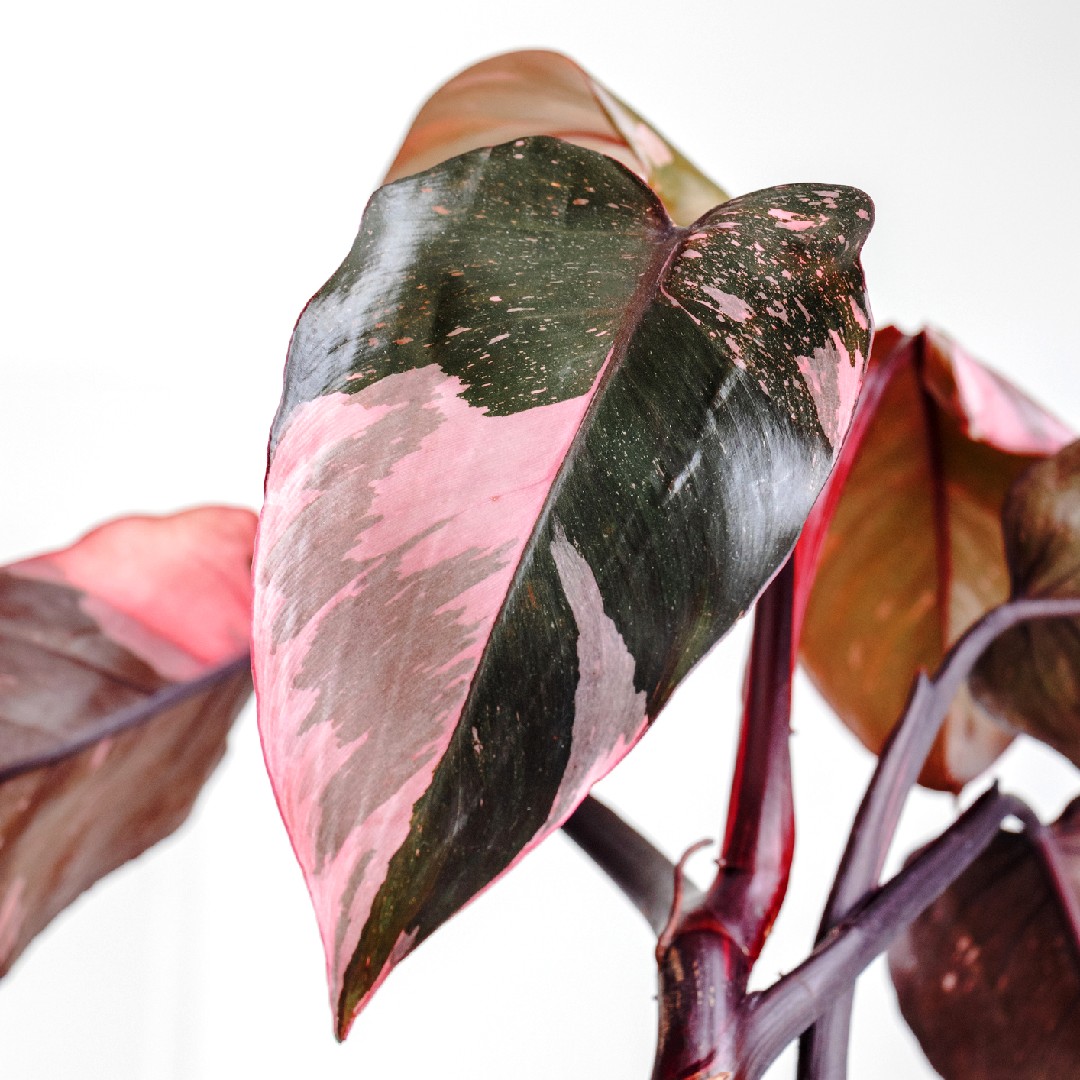 フィロデンドロン・エルベセンス 'ピンクプリンセス' (Philodendron erubescens 'Pink princess') -  PictureThis