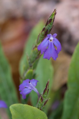 PictureThis - (Elytraria Imbricata) Elytraria Imbricata