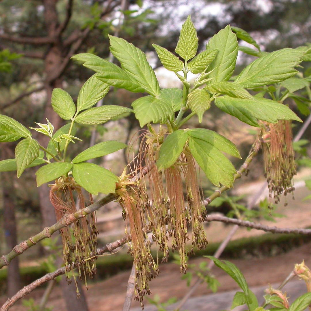 Acer negundo var. violaceum - PictureThis