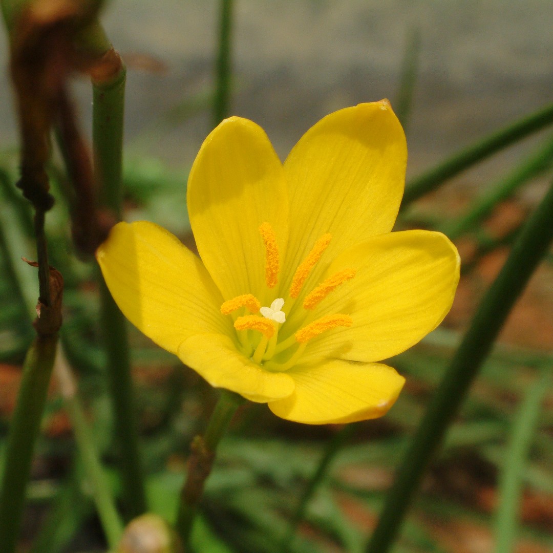 Zephyranthes citrina 花言葉，毒性，よくある質問 - PictureThis