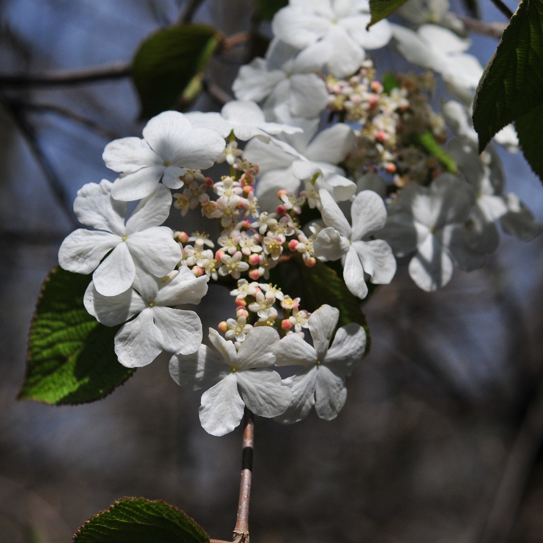 Snowball (Viburnum sympodiale) Flower, Leaf, Care, Uses - PictureThis