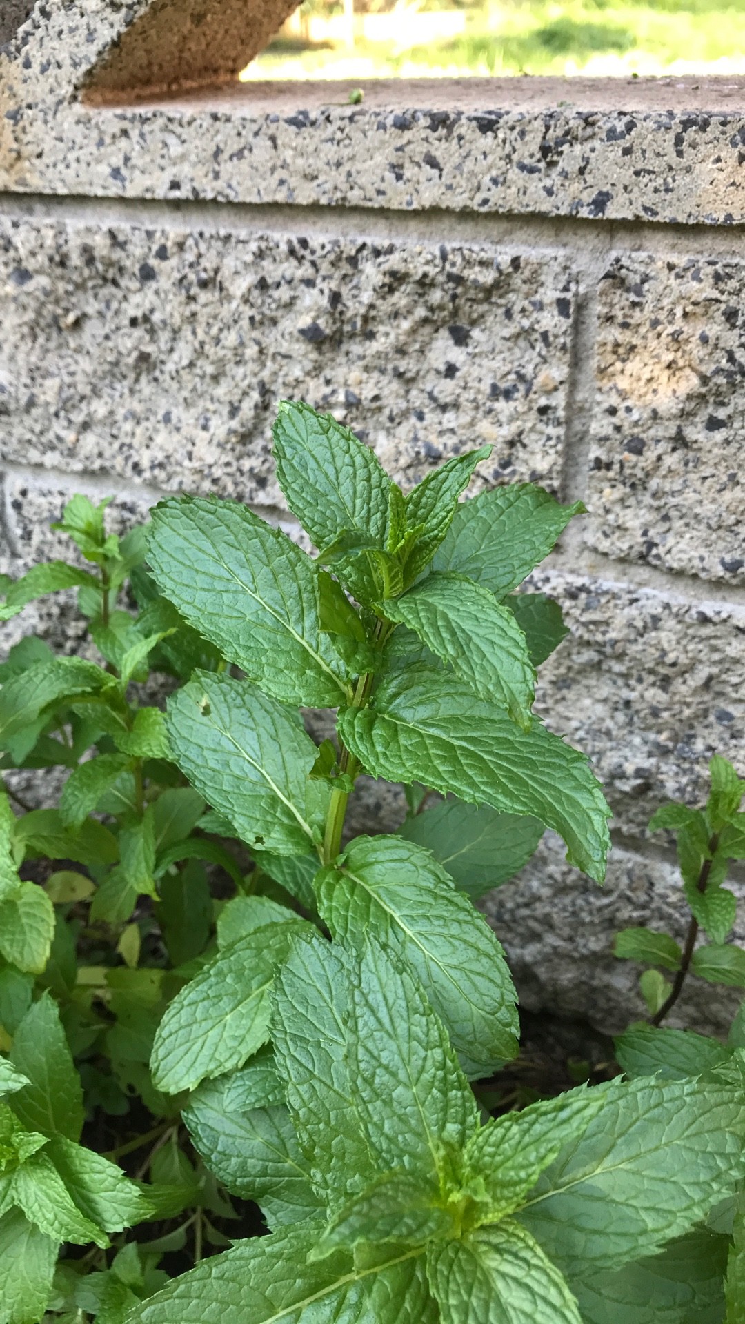 Как идентифицировать Мята колосистая (Mentha spicata)