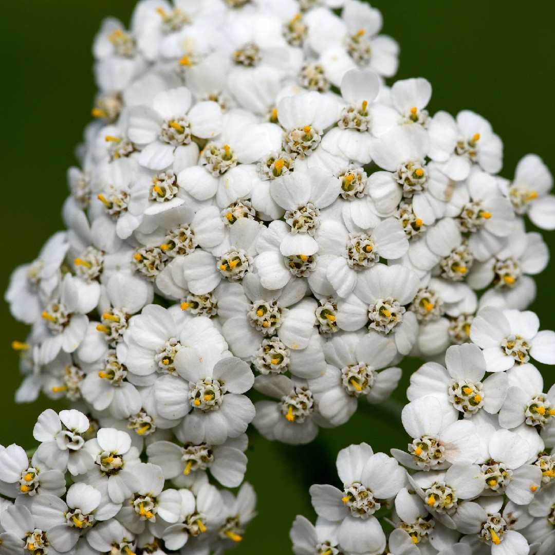 Achillea Odorata 花言葉 学名 よくある質問 Picturethis