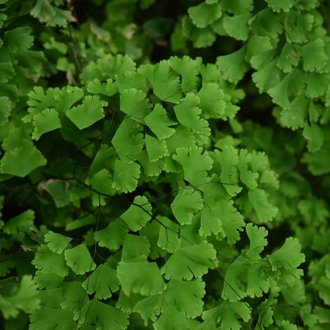 Giant maidenhair fern (Adiantum trapeziforme) Flower, Leaf, Care, Uses 