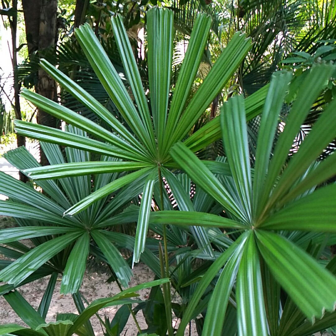 How to Water Mangrove fan palm? (Frequency, Techniques, and Quantity)