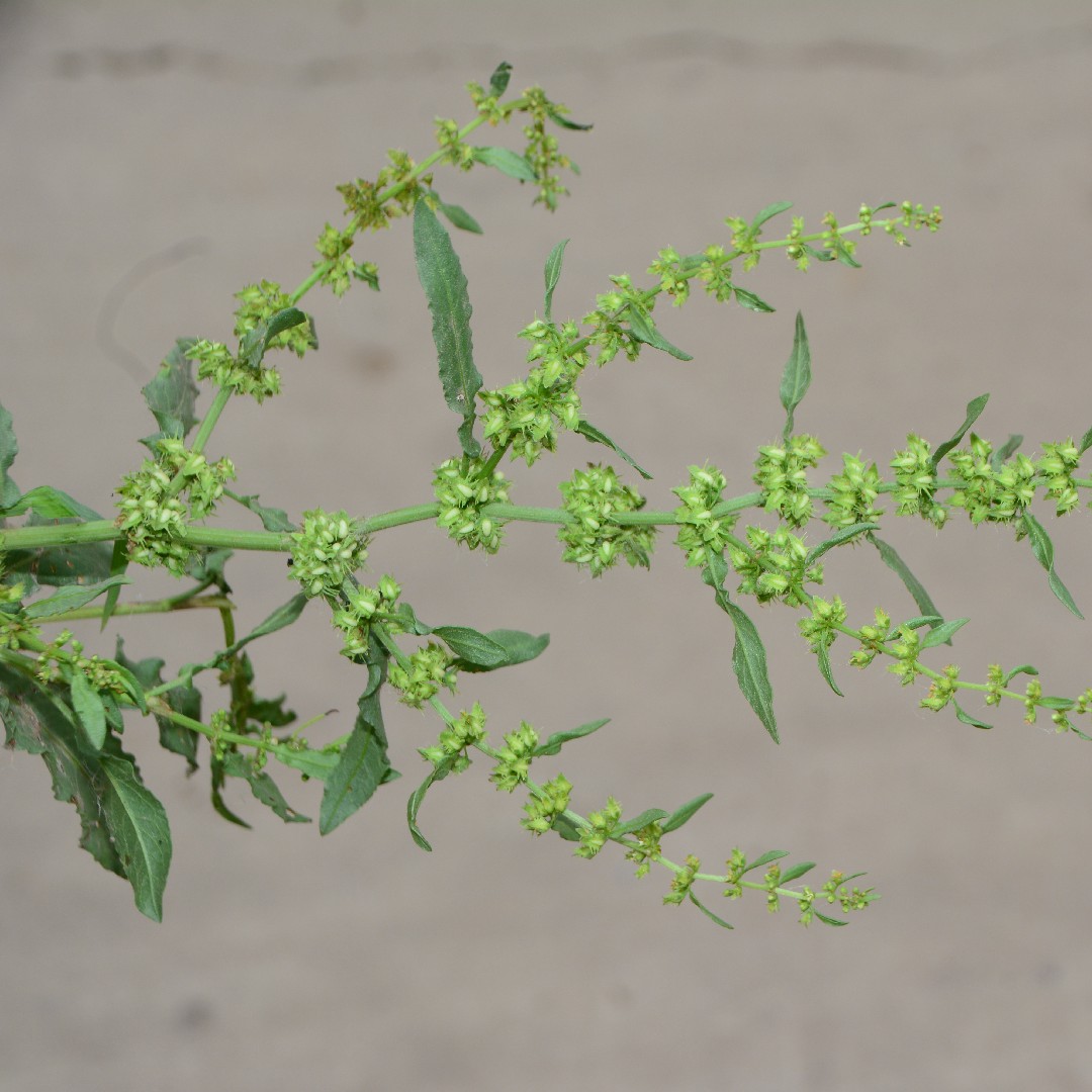 Щавель зубчатый (Rumex dentatus) - PictureThis