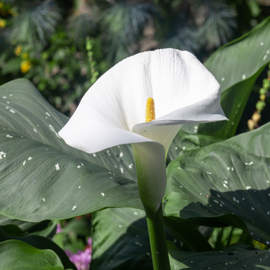 Zantedeschia aethiopica 'White Giant' 花言葉，毒性，よくある質問 - PictureThis