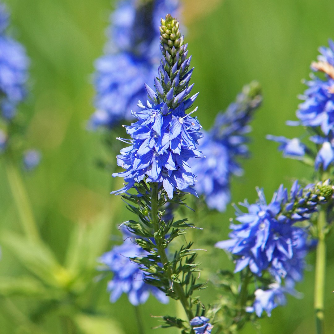 Вероника синяя фото How to Plant and Grow Prostrate speedwell 'Spode Blue'(Veronica prostrata 'Spode