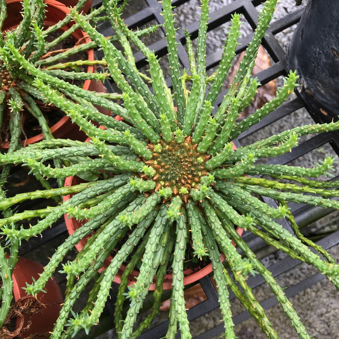 Euphorbia graniticola rooted cutting medusa plant euphorbia 