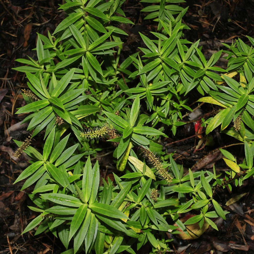 Veronica salicifolia - PictureThis