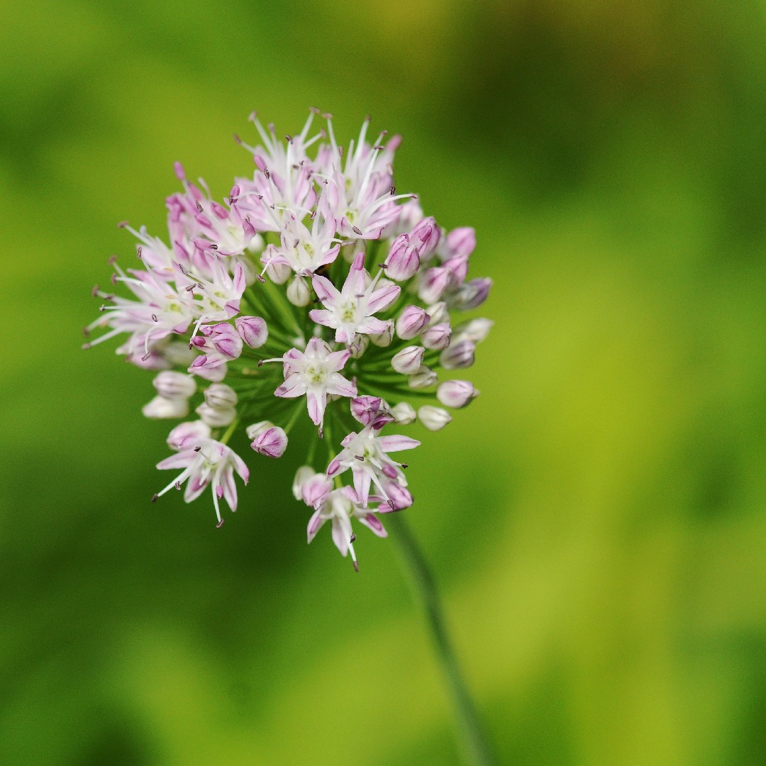 ノビル（野蒜） (Allium macrostemon) 花言葉，毒性，よくある質問