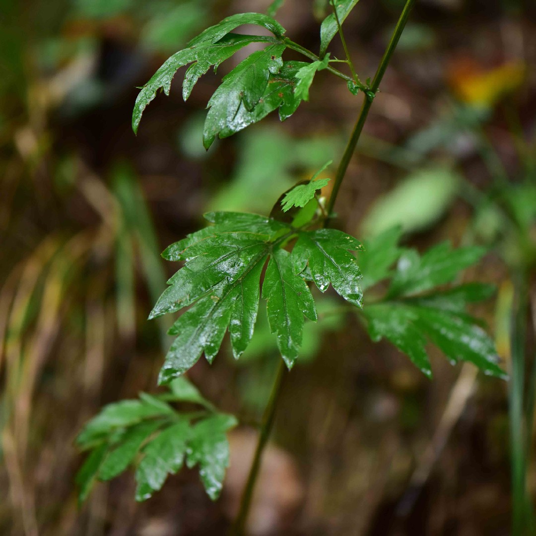 ヨモギ 蓬 Artemisia Princeps 花言葉 学名 よくある質問 Picturethis