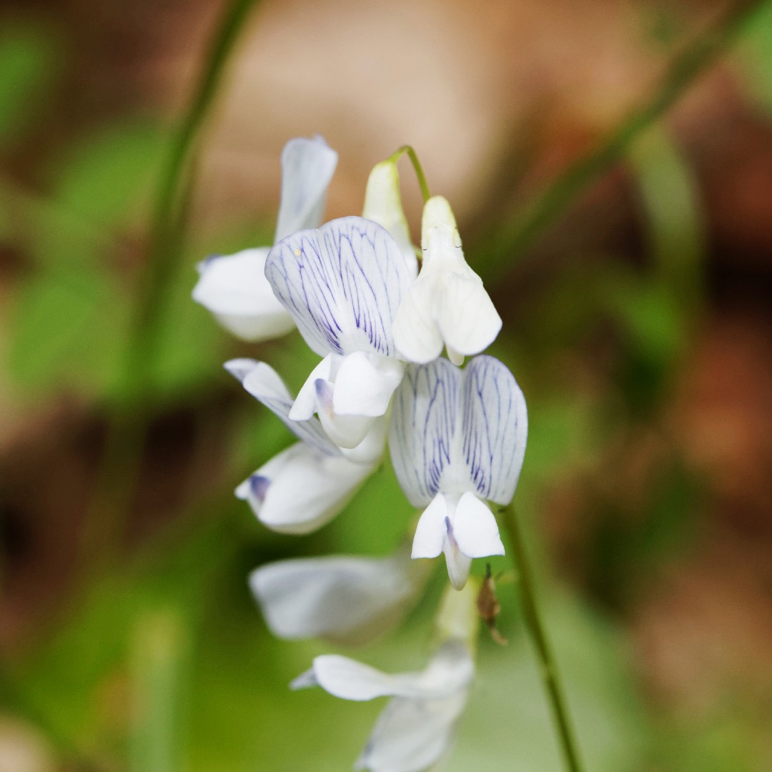 Горошек лесной (Vicia sylvatica) - PictureThis