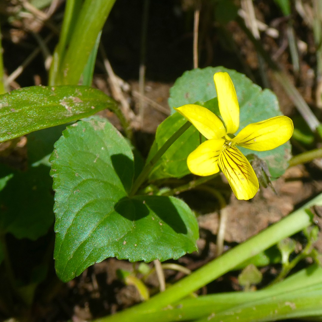 Downy yellow violet (Viola pubescens var. scabriuscula) Flower, Leaf, Care,  Uses - PictureThis