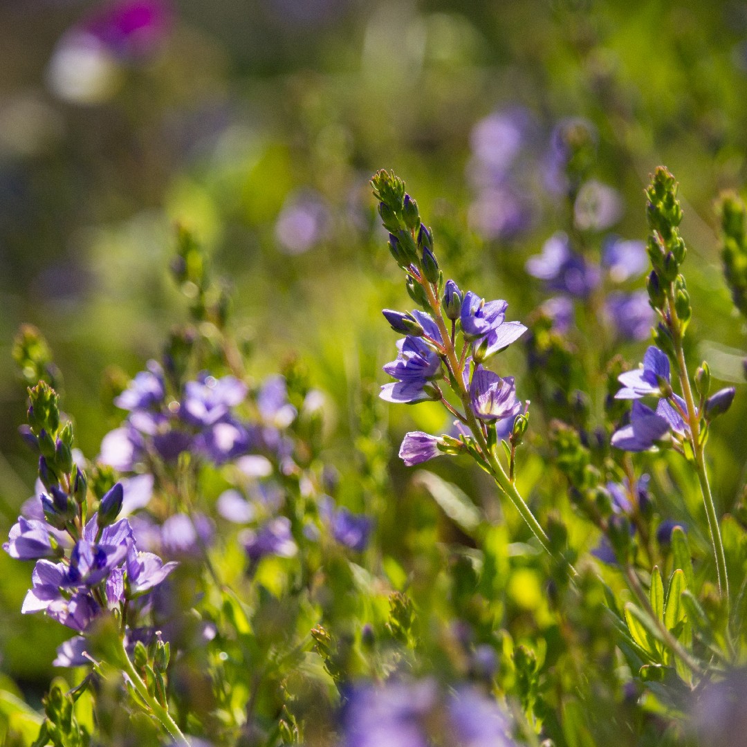 Veronica Prostrata 花言葉 学名 よくある質問 Picturethis