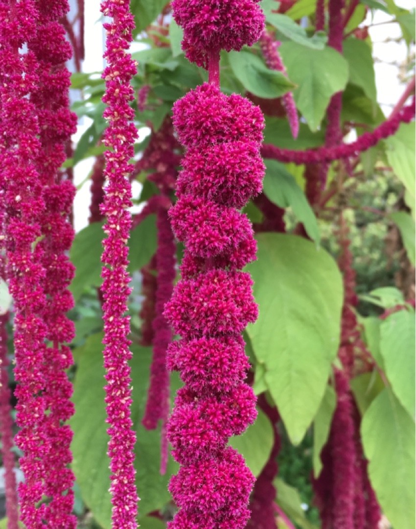 Amaranthus Caudatus Dreadlocks 花言葉 学名 よくある質問 Picturethis