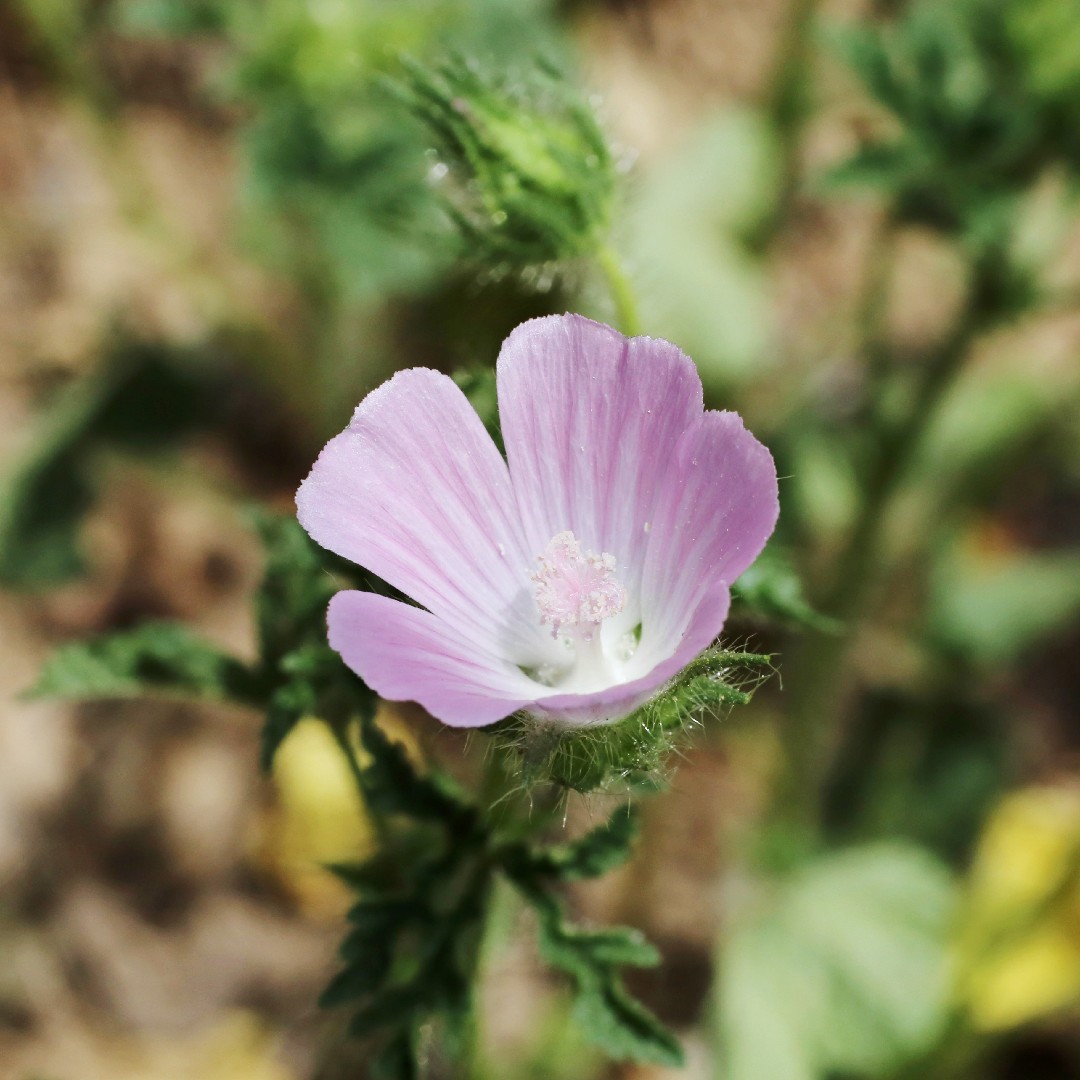 Rough marsh mallow (Althaea hirsuta) Flower, Leaf, Care, Uses