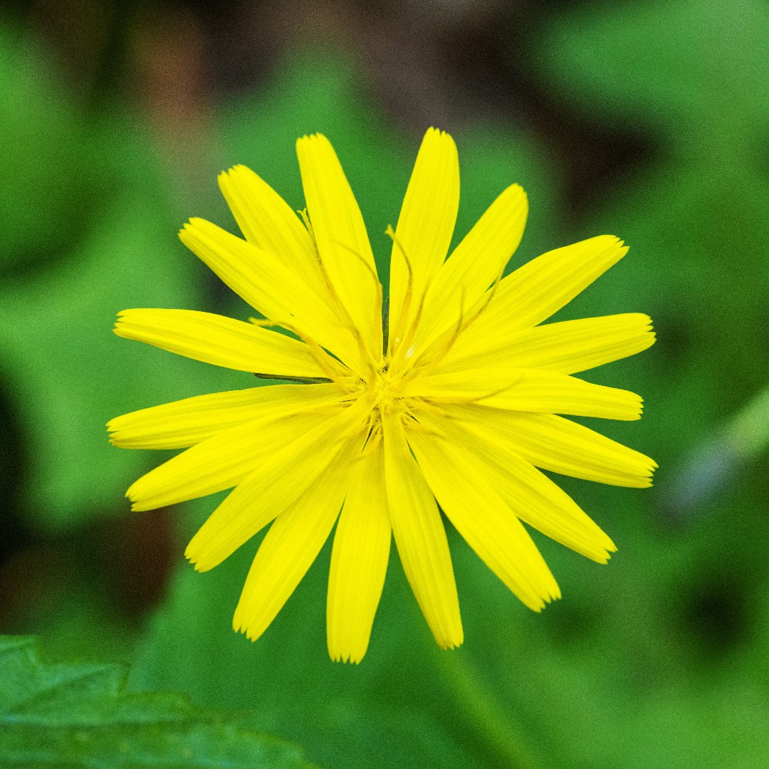 Aposeris (Aposeris)