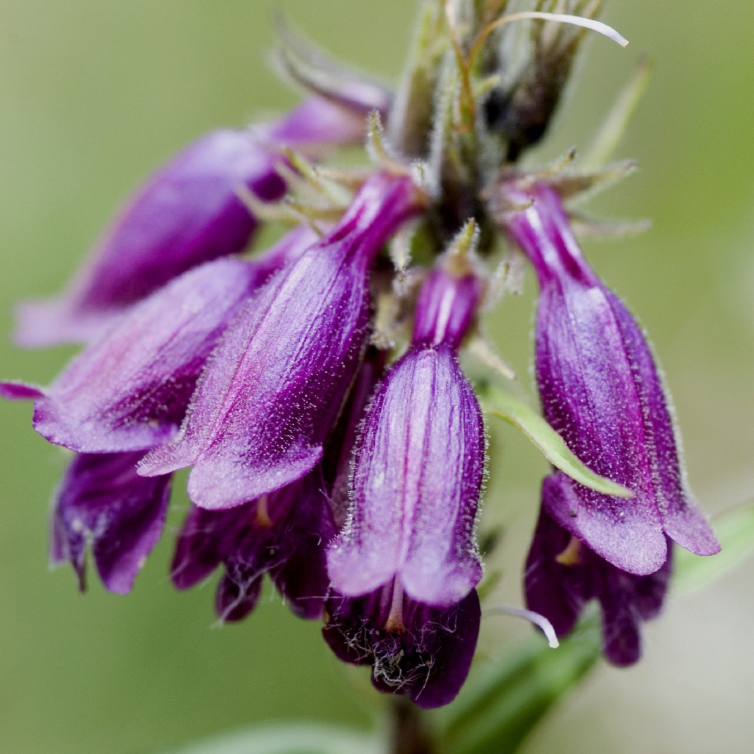 Пенстемон Уипла (Penstemon whippleanus) - PictureThis