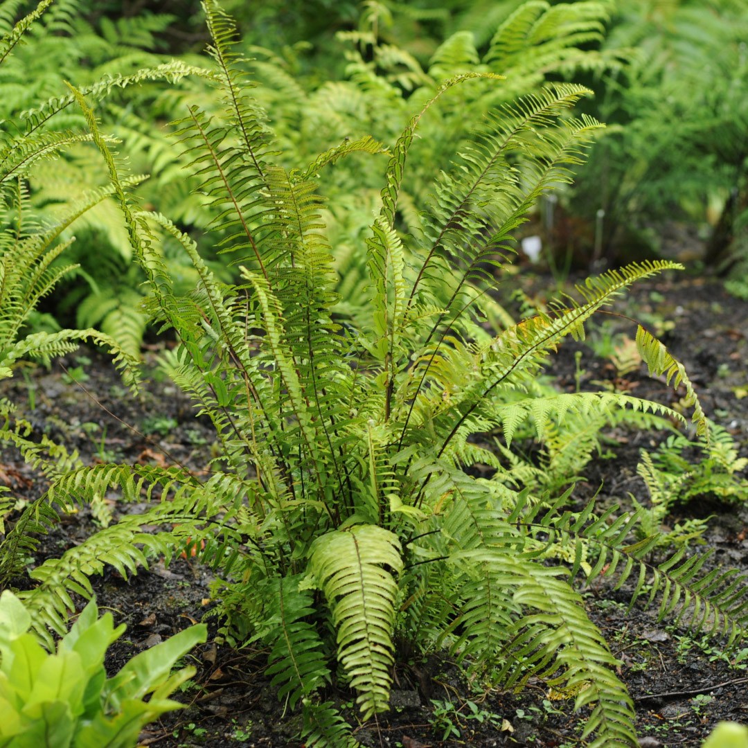 Nephrolepis brownii уход (почву, удобрение, обрезка) - PictureThis