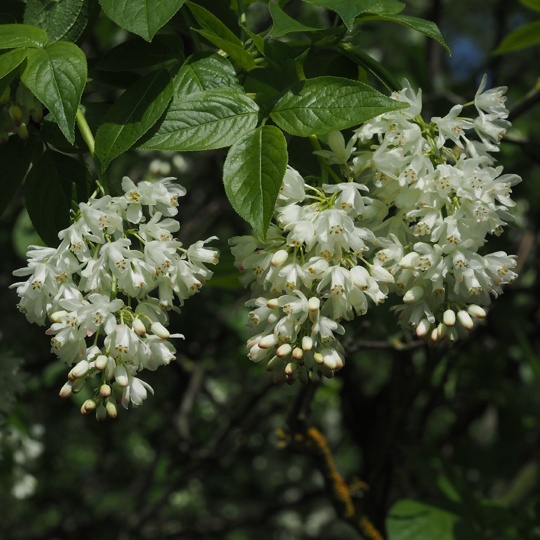 Клекачка колхидская (Staphylea colchica) - PictureThis