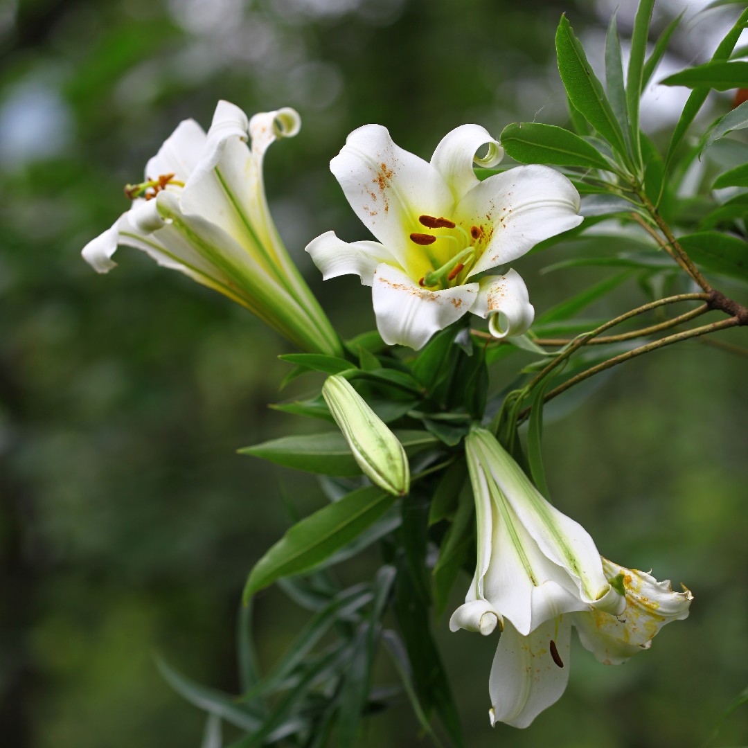 Лилия серная (Lilium sulphureum) - PictureThis