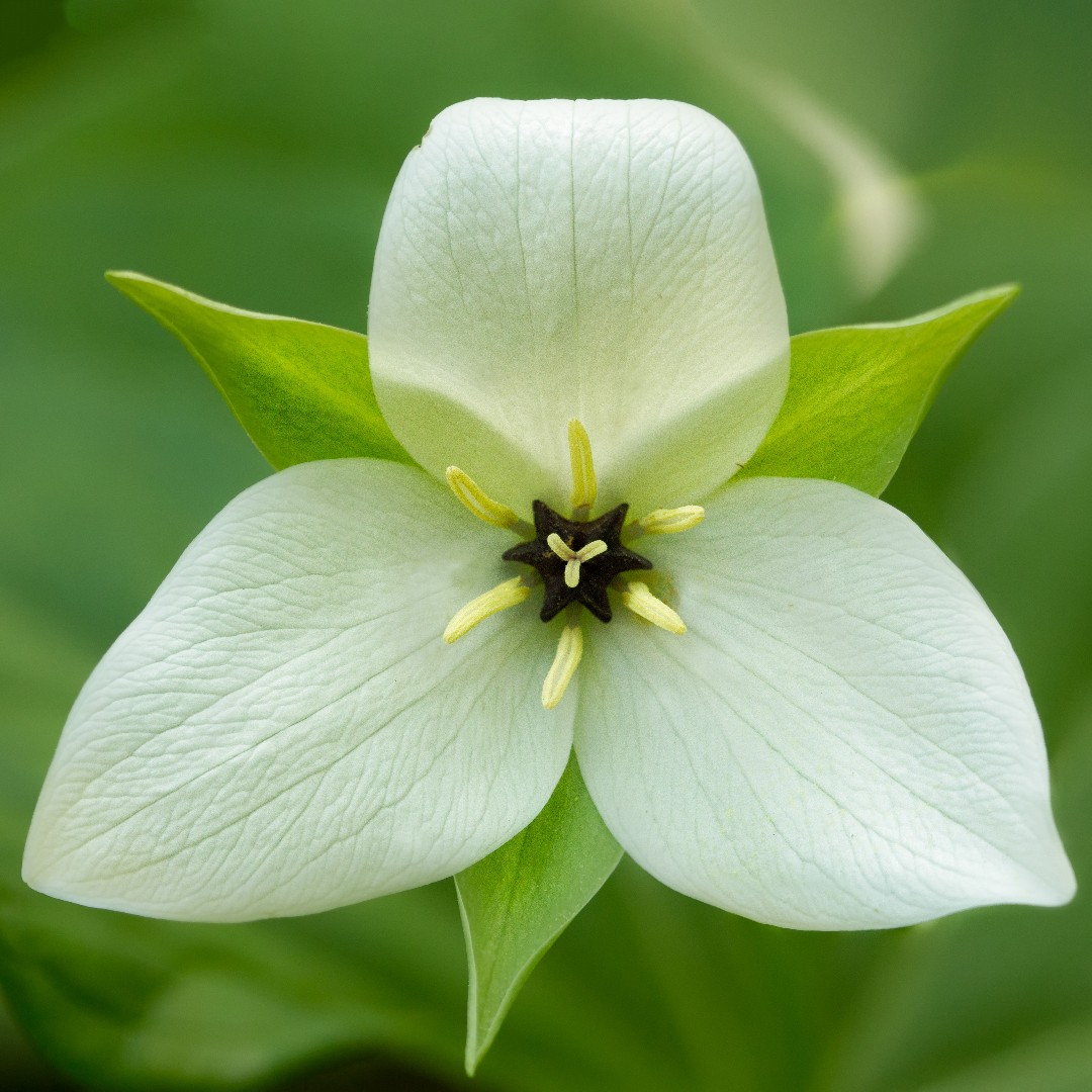 Trillium feat sara. Trillium. Emir Trillium. Trillium grandiflorum (White Trillium). White Trilliums.