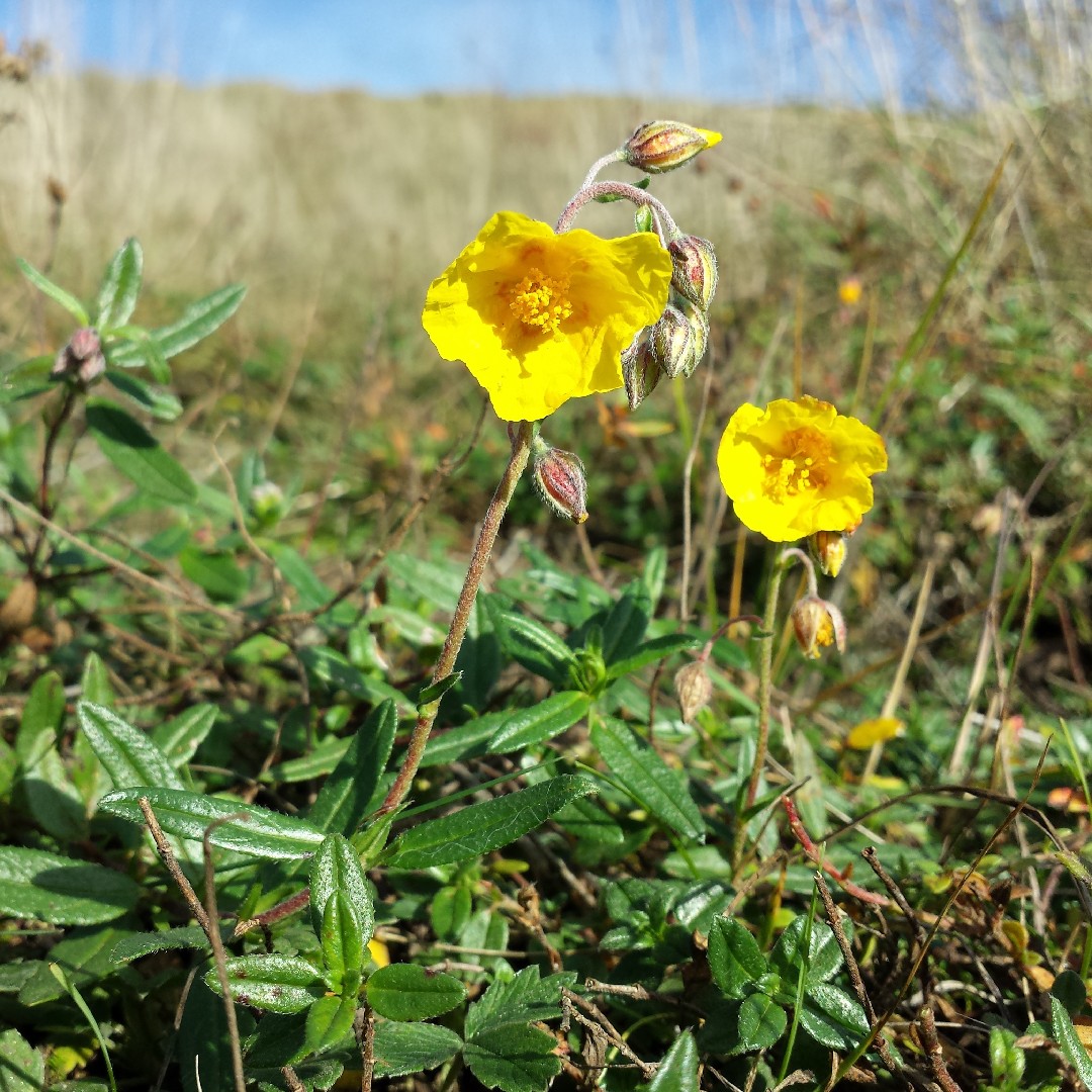 Solvända (Helianthemum nummularium) - PictureThis